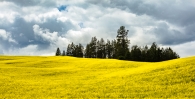 Trees of Green