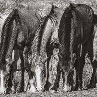 Companions