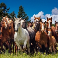 Horse of a Different Color
