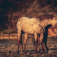 Unbridled Romance