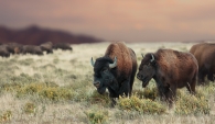 Strength of the Prairie